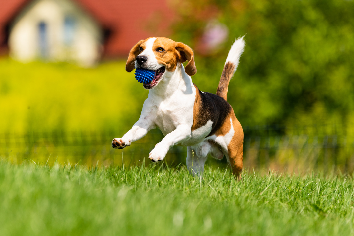 Beagle Dog Runs through Green Meadow 