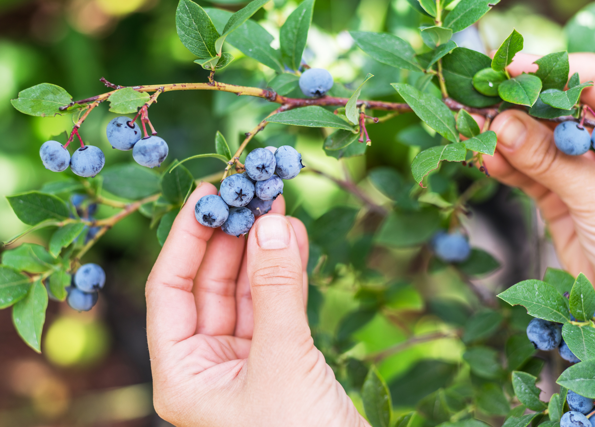 Blueberries picking.